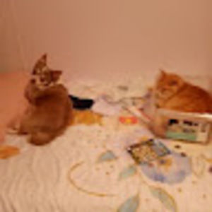 Meet your Posher, Deborah